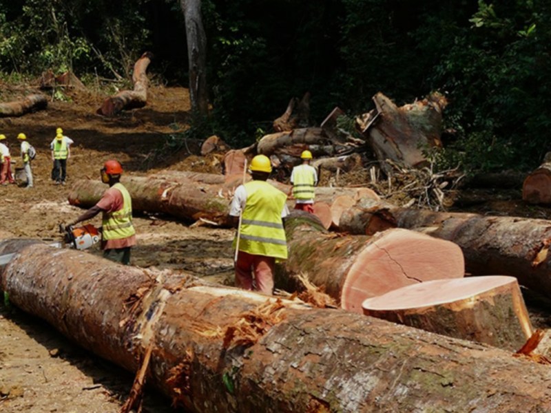 Congo : De nouvelles règles pour encadrer l’exploitation&nbsp;forestière